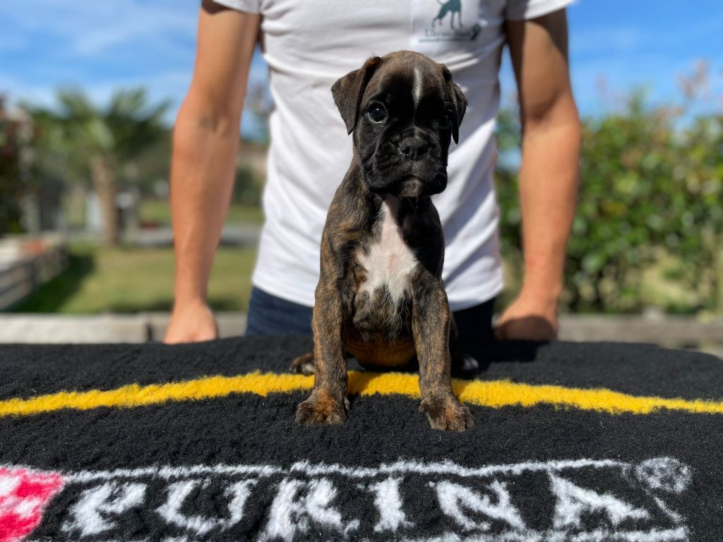 chiot Boxer L'ultyme shark