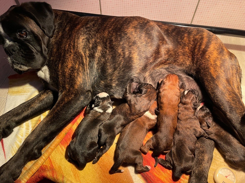 Les baby's Ultyme Shark sont nés !
