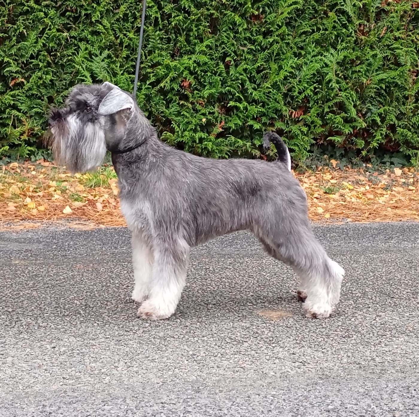 Good Luck Moré Ocharovania