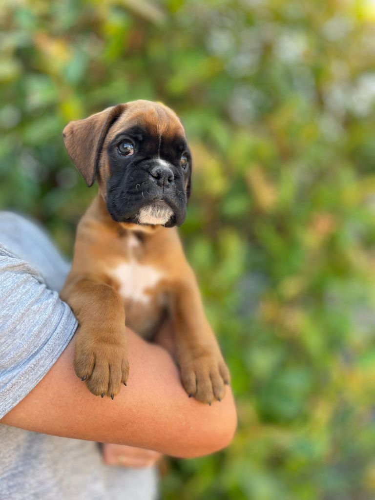 L'ultyme shark - Chiots disponibles - Boxer