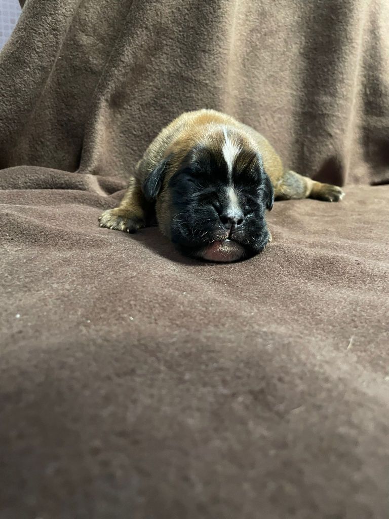 L'ultyme shark - Chiots disponibles - Boxer