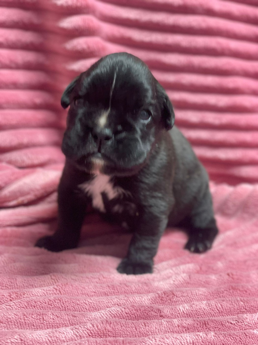 L'ultyme shark - Boxer - Portée née le 30/01/2026