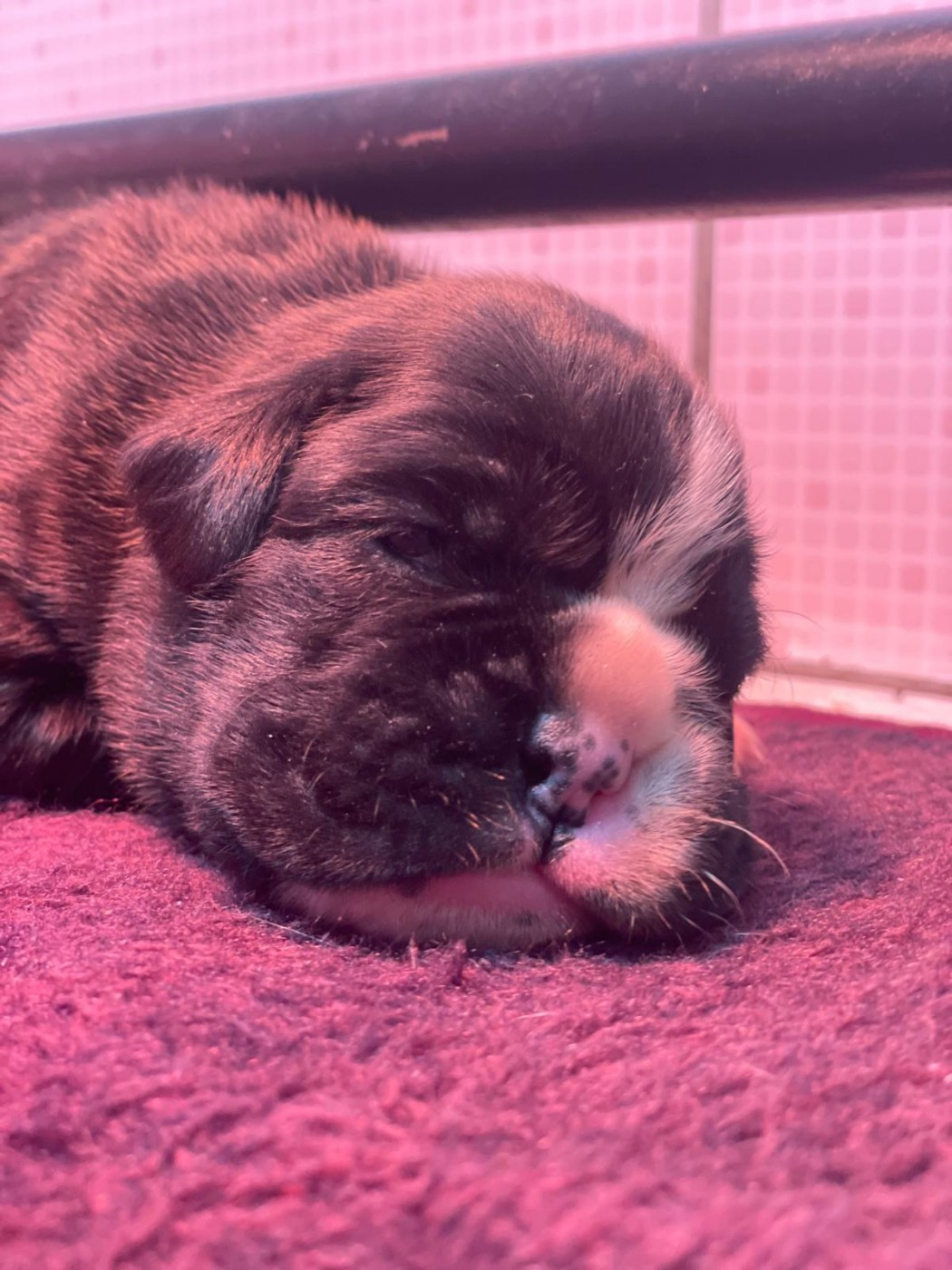 L'ultyme shark - Chiots disponibles - Boxer