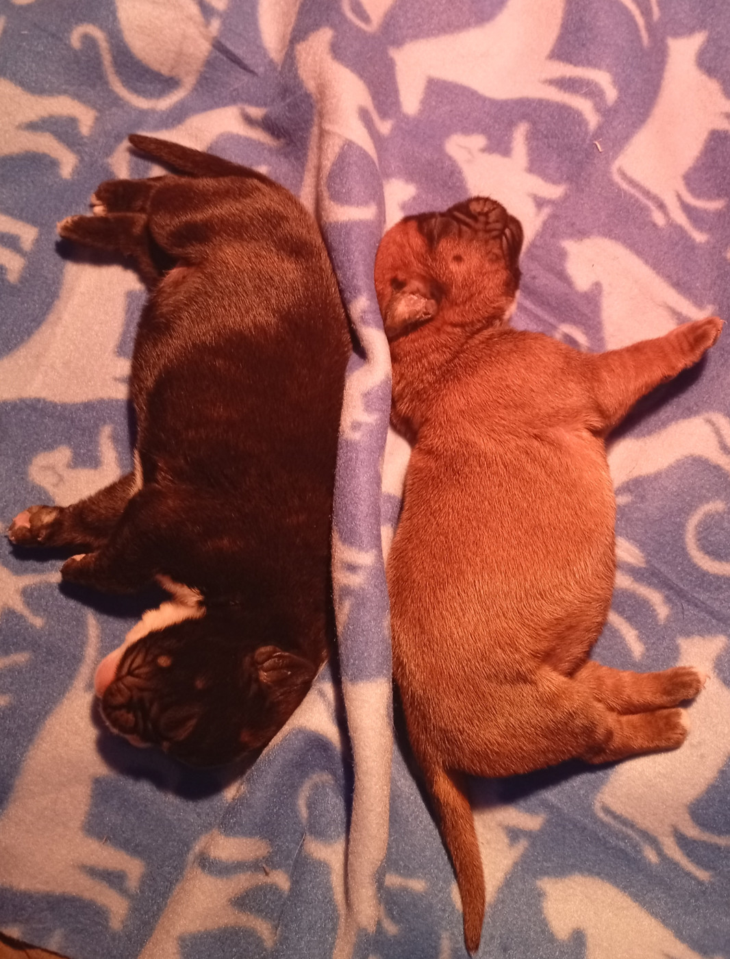 Chiot Boxer De L'Ultyme Shark