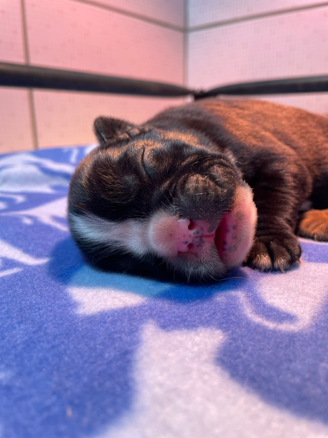 De L'Ultyme Shark - Chiots disponibles - Boxer