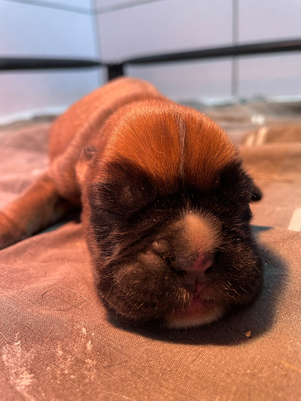 De L'Ultyme Shark - Chiots disponibles - Boxer