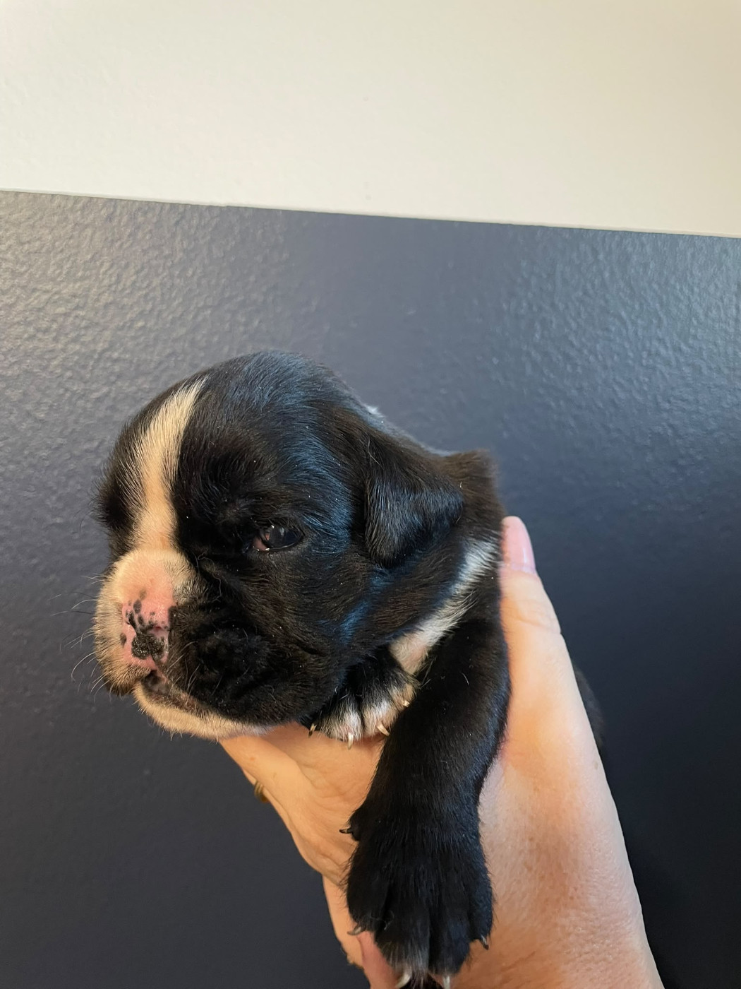 De L'Ultyme Shark - Chiots disponibles - Boxer