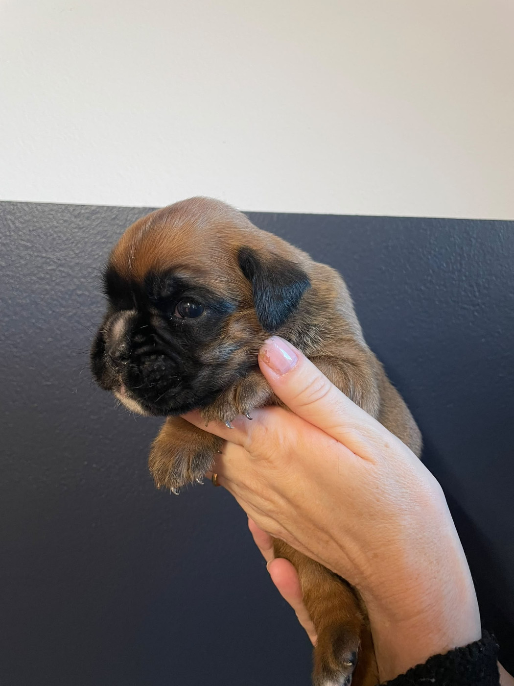 De L'Ultyme Shark - Chiots disponibles - Boxer