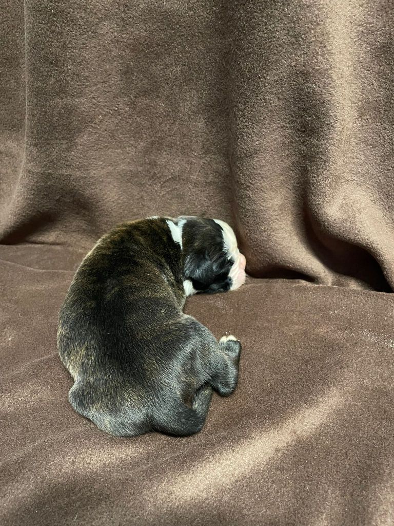 L'ultyme shark - Chiots disponibles - Boxer