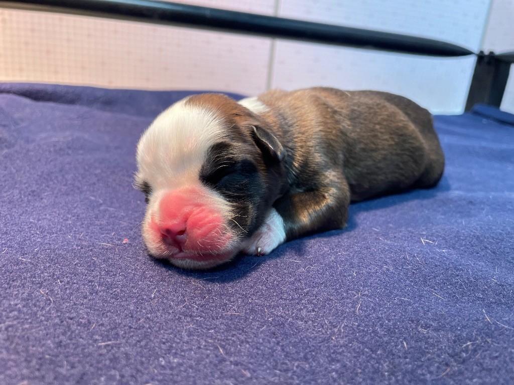 L'ultyme shark - Chiots disponibles - Boxer