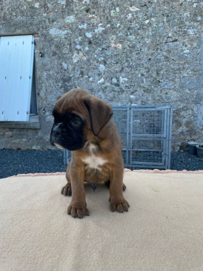 L'ultyme shark - Chiots disponibles - Boxer