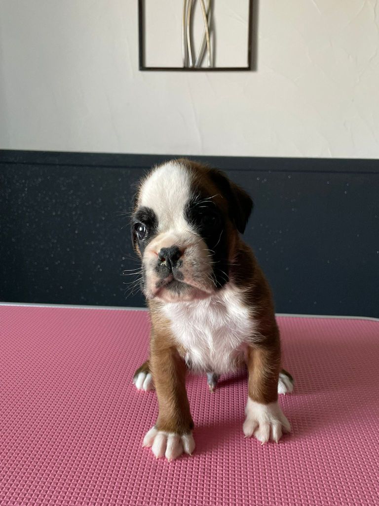 L'ultyme shark - Chiots disponibles - Boxer