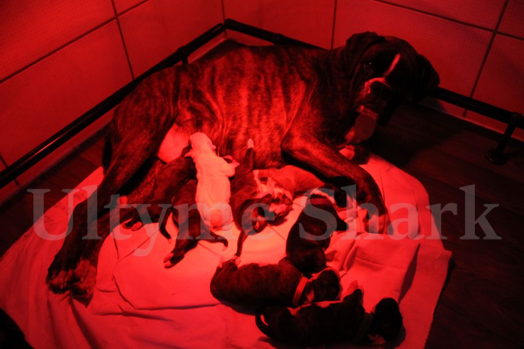 Chiot Boxer L'ultyme shark