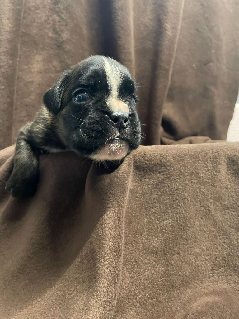L'ultyme shark - Chiots disponibles - Boxer