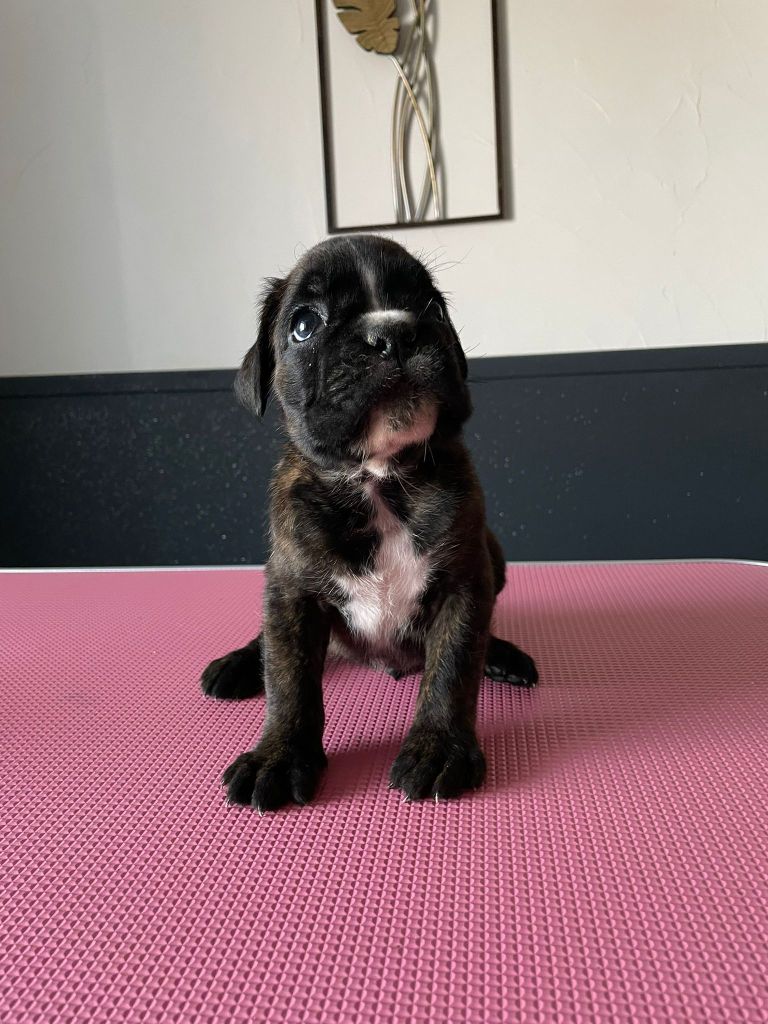 L'ultyme shark - Chiots disponibles - Boxer