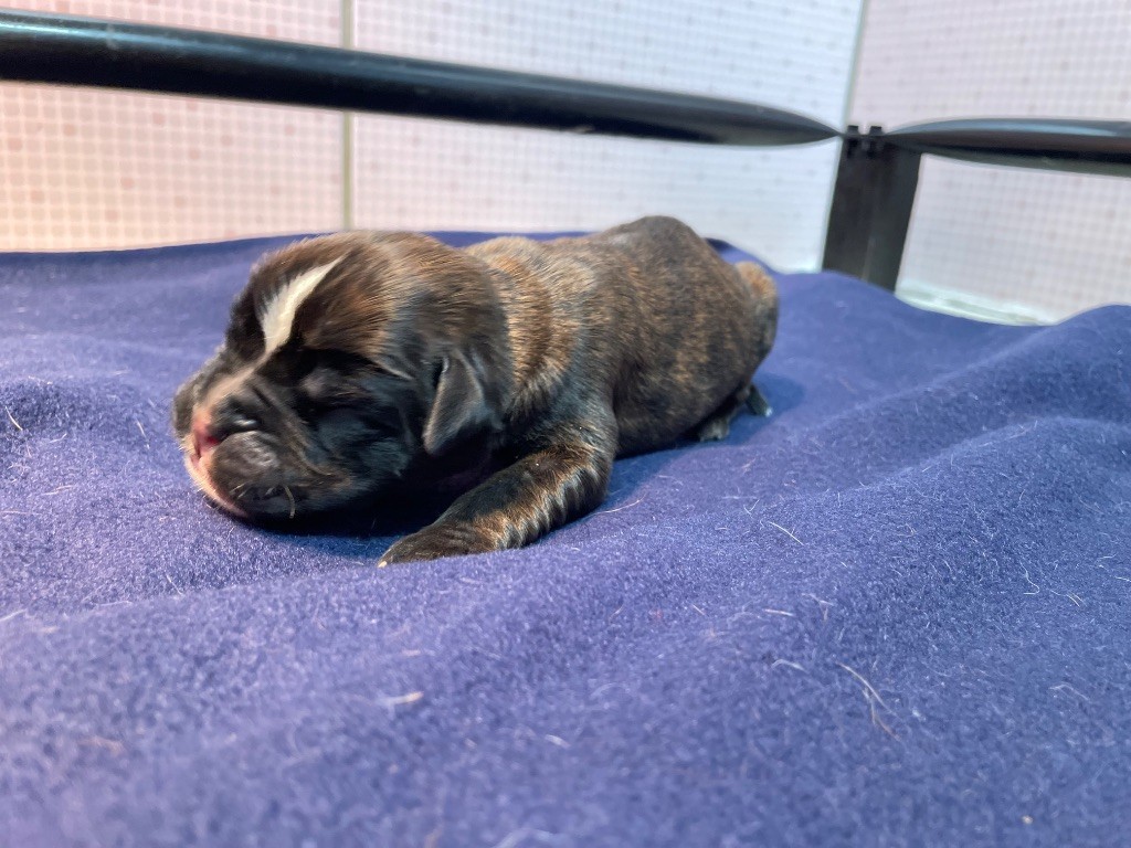 L'ultyme shark - Chiots disponibles - Boxer