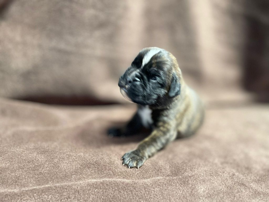 L'ultyme shark - Chiots disponibles - Boxer