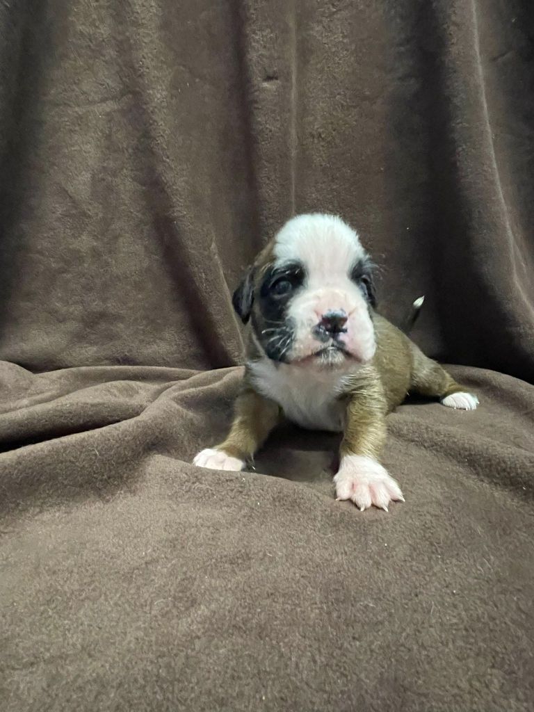 L'ultyme shark - Chiots disponibles - Boxer