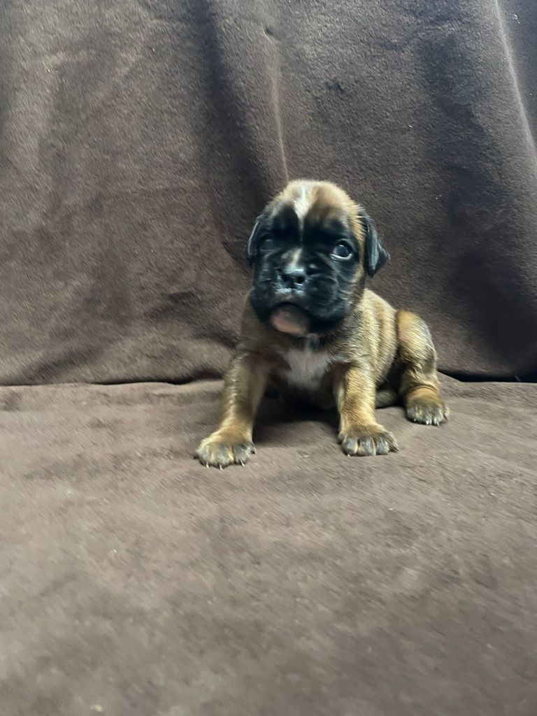 L'ultyme shark - Chiots disponibles - Boxer