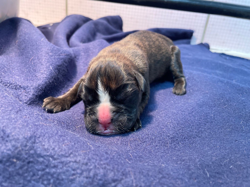 L'ultyme shark - Chiots disponibles - Boxer