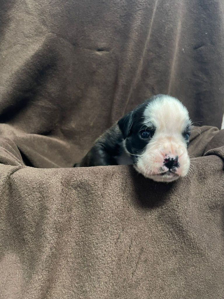 L'ultyme shark - Chiots disponibles - Boxer