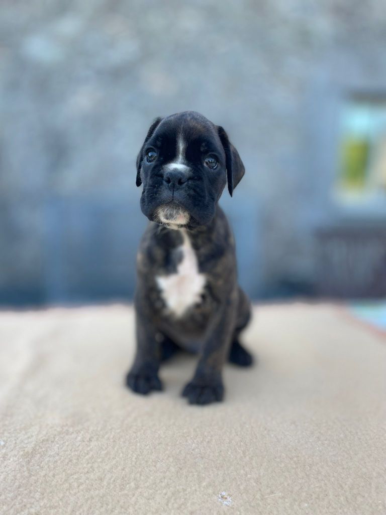 L'ultyme shark - Chiots disponibles - Boxer