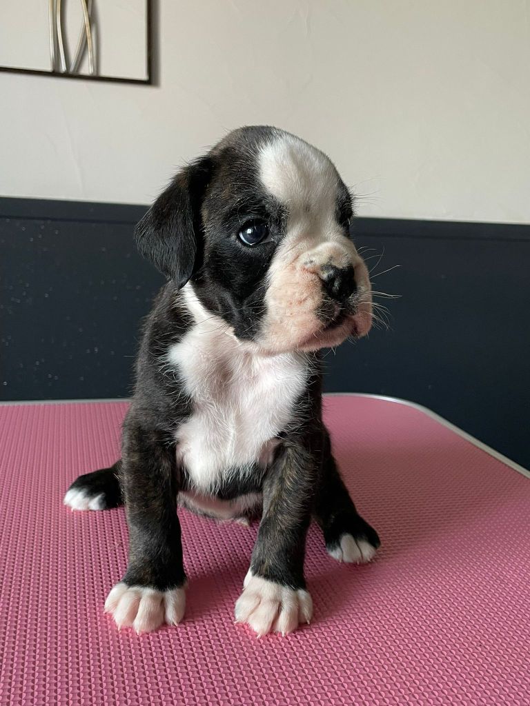 L'ultyme shark - Chiots disponibles - Boxer