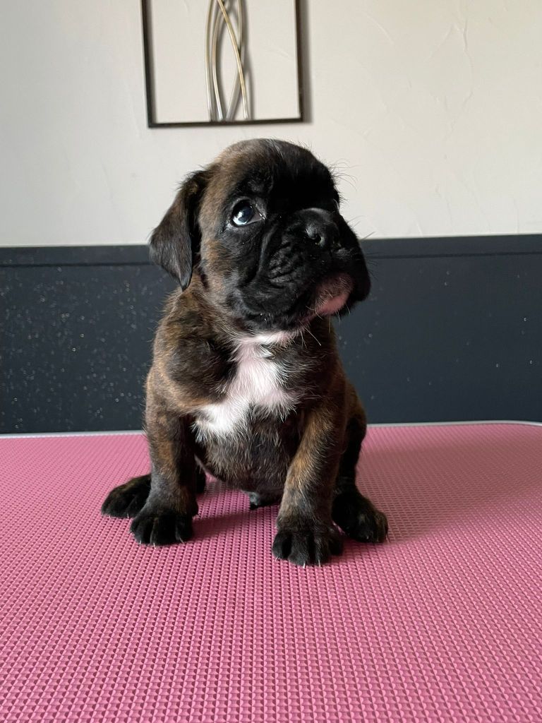 L'ultyme shark - Chiots disponibles - Boxer
