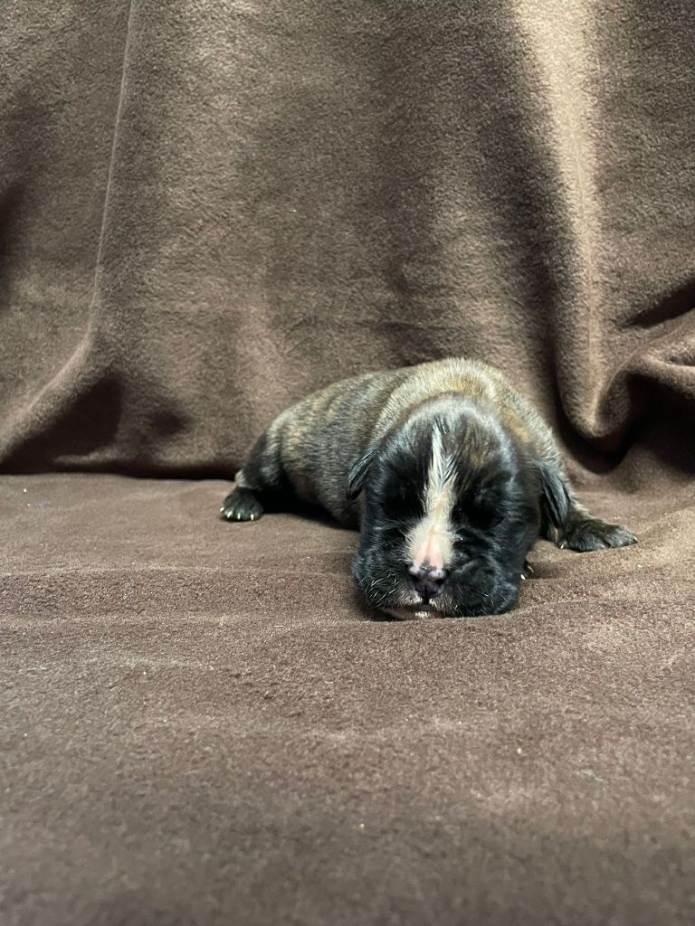 L'ultyme shark - Chiots disponibles - Boxer