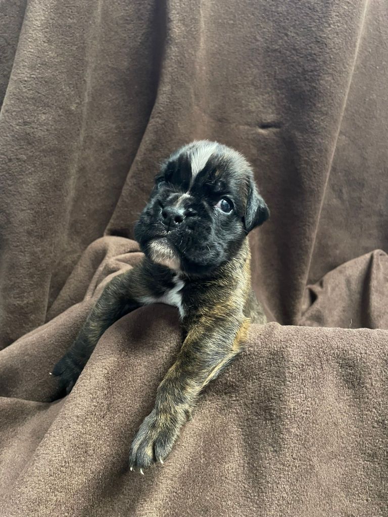 L'ultyme shark - Chiots disponibles - Boxer