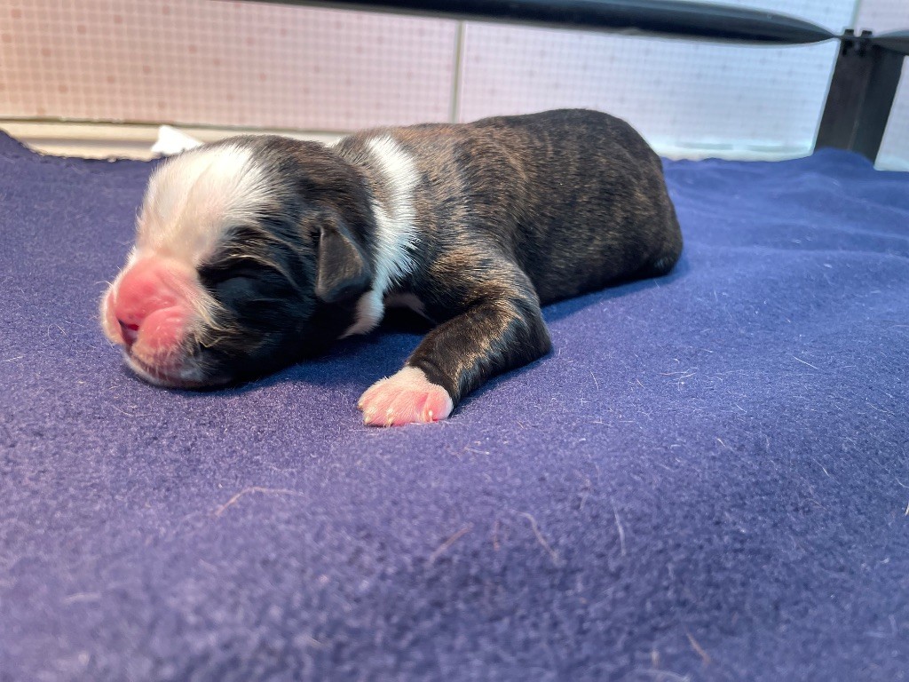 L'ultyme shark - Chiots disponibles - Boxer