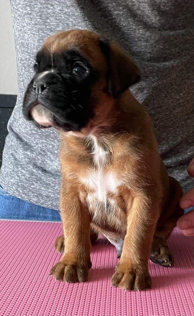L'ultyme shark - Chiots disponibles - Boxer