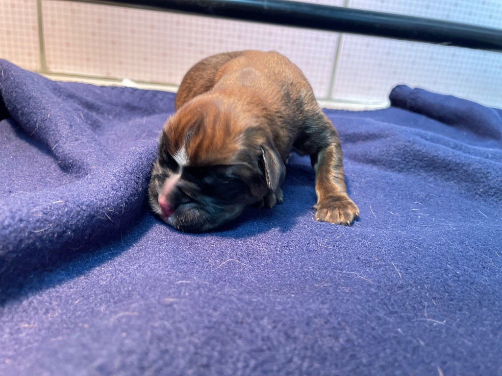 L'ultyme shark - Chiots disponibles - Boxer