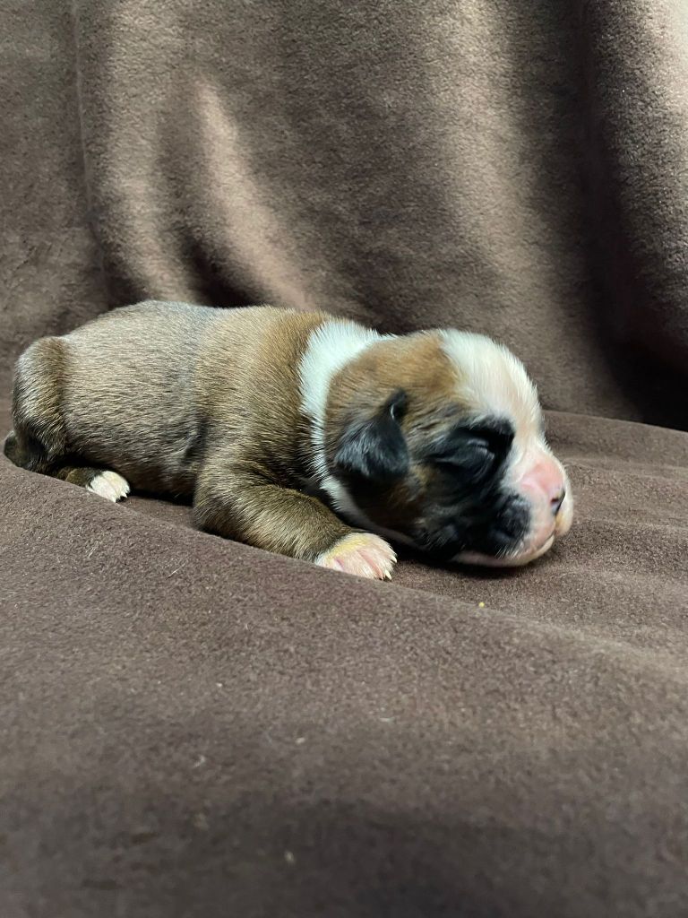L'ultyme shark - Chiots disponibles - Boxer
